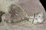 Plate Jimbacrinus Crinoid Fossils - Australia (Special Price) #68357-7